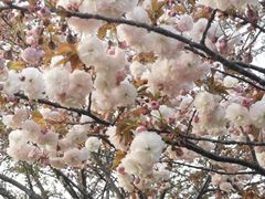 -高东镇樱花园
