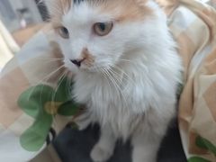 -纳吉亚猫专科动物医院·北北分院