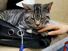 -伟伟宠物医院·CT影像中心·瑞派犬猫综合性门诊(汉口总院)