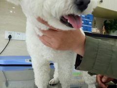 -瑞派天使宠物医院·神经外科·骨科·核磁(洛川中路店)