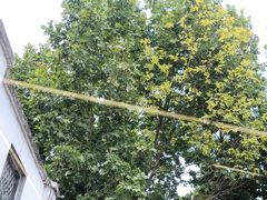 -协和菜馆(凤凰街店)