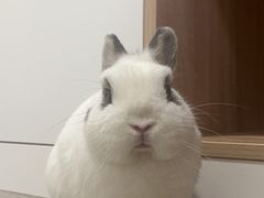 -佩兹宠物医院肿瘤专科·眼科·牙科(黄浦店)