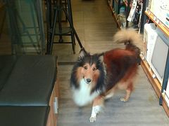 -PETKIT小佩宠物(古北店)