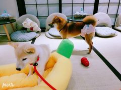 -逗柴咖啡屋·狗咖猫咖宠物桌游