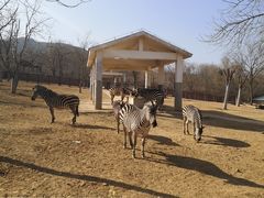 -石家庄市动物园