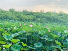 -丁香湖公园