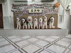 -星多哈·狗咖·拼豆·咖啡
