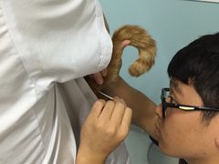 -中农大我爱我爱24h动物医院·中医针灸·猫专科·骨科医疗中心(双井店)
