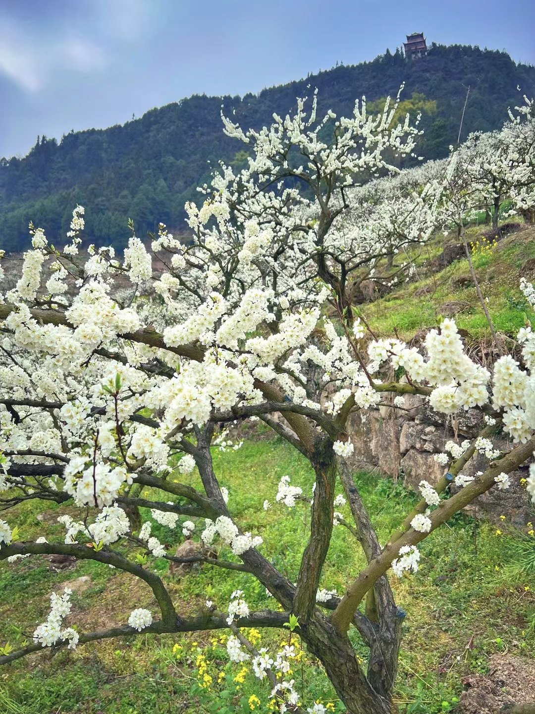 重庆印盒李花满枝头