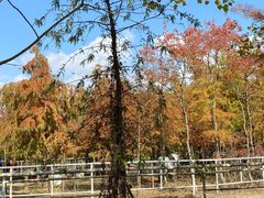 -上海海湾国家森林公园