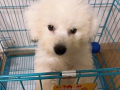 -翊宠yipet猫狗购宠庄园犬舍•猫舍