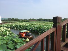 -荷塘月色湿地公园·向阳花洲