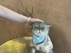 -楼上猫咖(罗湖店)