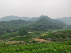-龙坞茶村