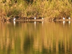 -飞来湖湿地公园