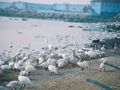 -烟墩角天鹅湖