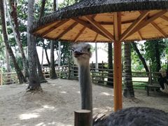 -四川小胡子海鲜(丁村万人海鲜广场店)