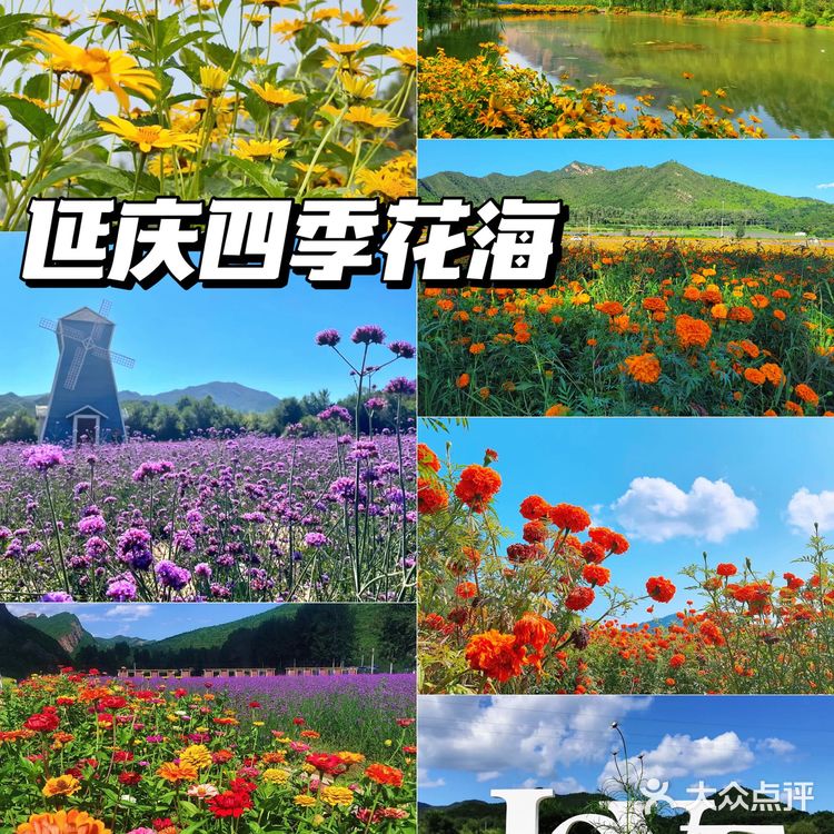 北京花海🌺金秋十月赏花攻略㊙️