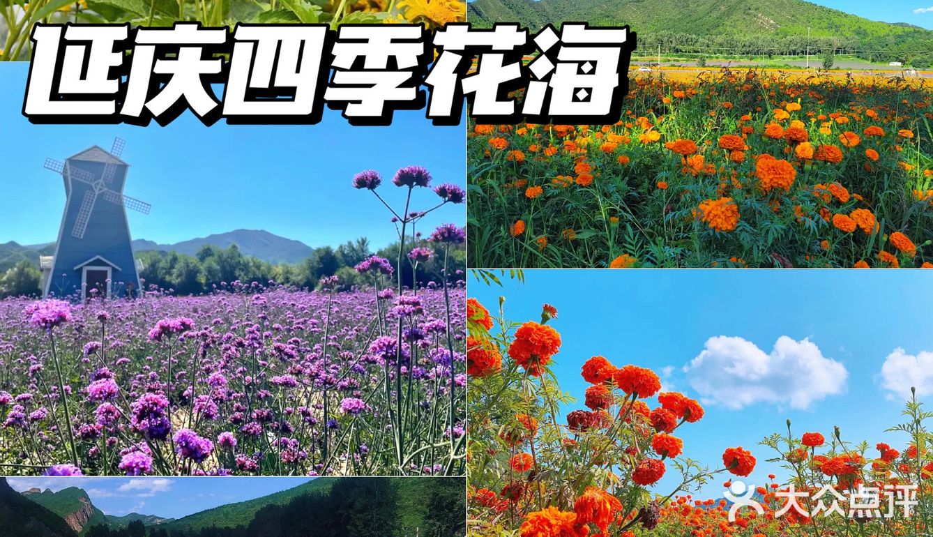 北京花海🌺金秋十月赏花攻略㊙️