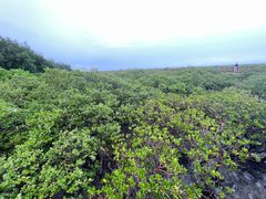 -北海金海湾红树林生态旅游区