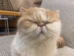 -滚猫咖啡·猫咖·猫友好撸猫(未来城店)