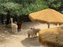 -青藏高原野生动物园