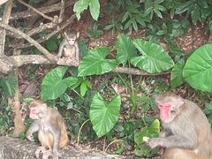 -三亚亚龙湾天域度假酒店