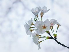-杭州植物园
