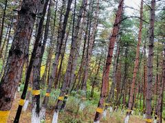 -帽儿山国家森林公园