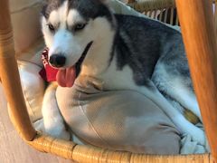 -Husky Go! 哈士奇体验馆·宠物咖啡厅狗咖