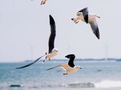 -那香海钻石沙滩浴场