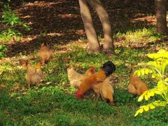 -蜀冈西峰生态公园