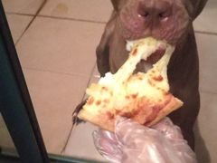 -尊宝比萨(福强店)