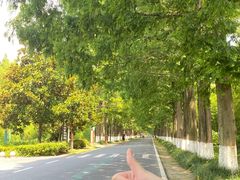 -黄海国家森林公园