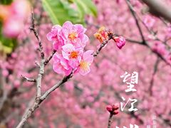 -望江楼公园