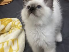 -萌兽医馆·宠物医院·猫骨科(创景店)