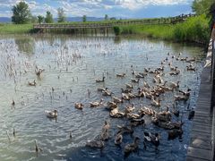-野鸭湖国家湿地公园