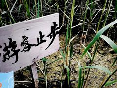 -白洋淀景区