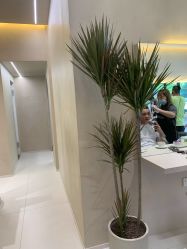 点击看大图 -Garden花園造型