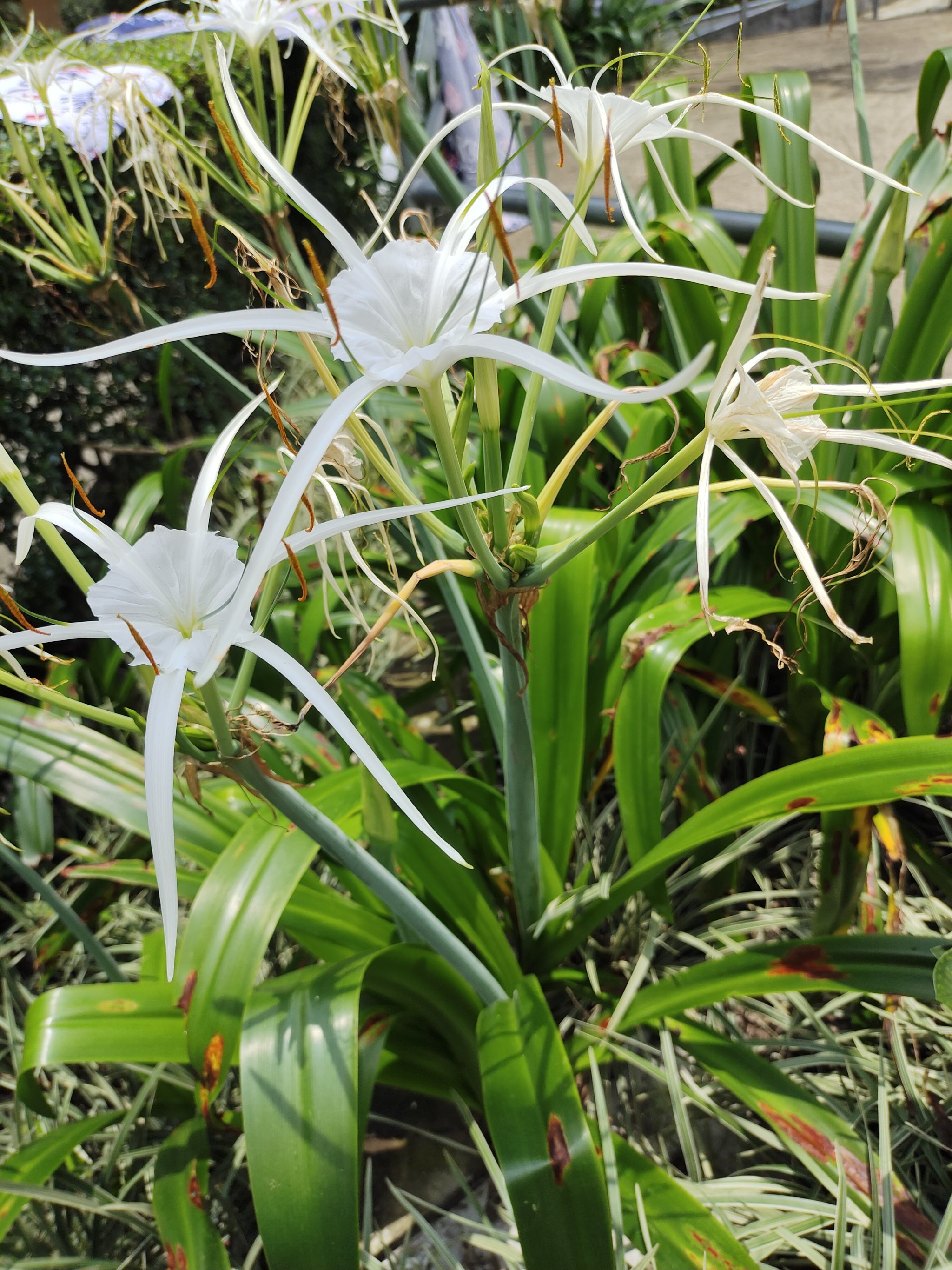 水鬼蕉外号吓人花开诡异!实际是稀有植物蜘蛛兰,花瓣如怪物触手