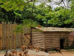 -深圳野生动物园