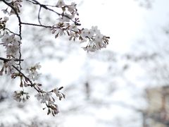 -顾村公园