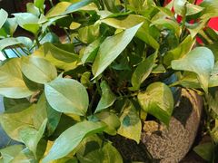-洛阳宴·洛阳菜(南昌路店)
