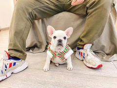 -萌宠之家·腊肠犬·马尔泰·小体犬舍