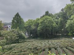 -野蔓果·山野菜(西湖景区·龙井茶田店)