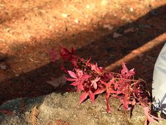 -白水寺森林公园