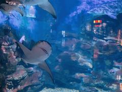 -烟台海昌鲸鲨海洋公园