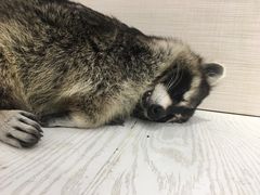 -浣熊柯尔鸭土拨鼠·电玩咖