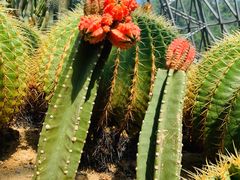 -深圳仙湖植物园