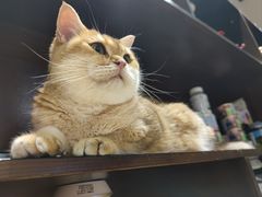 -逗柴咖啡屋·狗咖猫咖宠物桌游